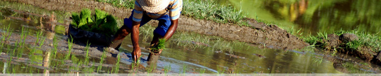 rice paddy walk