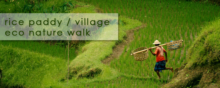 rice paddy walk