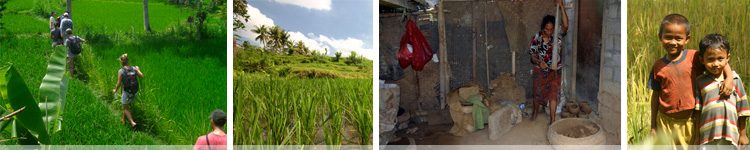 rice paddies walk